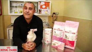 El apareamiento de los gatos  Salud felina Royal Canin [upl. by Fraze]