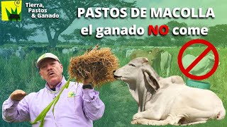 El Ganado NO come pastos de Macolla [upl. by Surat]