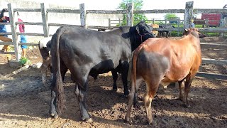 FEIRA DE GADO EM CAMPINA GRANDEPB 20032024 AGRO NORDESTE [upl. by Calise]