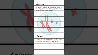 Differentiating Haploid and Diploid cells Q amp A biology genetics [upl. by Anisor]