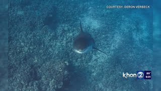 Hawaii man greeted by great white shark during insane experience [upl. by Veronica751]