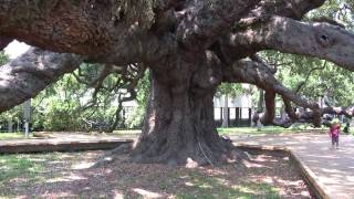 A TREE youve got to SEE by Nature Wise Inc [upl. by Arnold]