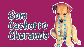 🐕 Som de Cachorro Chorando 🐶 Barulho do Choro de Cães Incluindo Filhote [upl. by Teena]