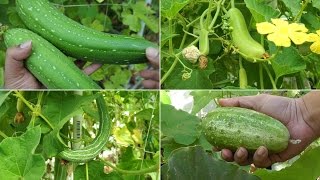 Growing Gourds Part 1 of 5  Introduction to Gourds [upl. by Lara]