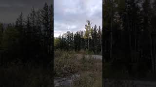 BigFoot Howls Madawaska Valley [upl. by Hammad640]