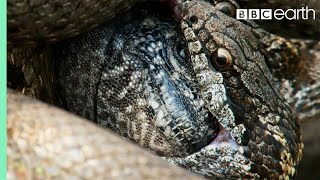 Iguana vs Snakes Full Clip  Planet Earth II  BBC Earth [upl. by Llenej]