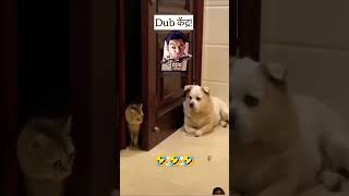 funny comedy dog doglover viralvideo pop jokes shortsfeed tomenjerry [upl. by Tenaj]