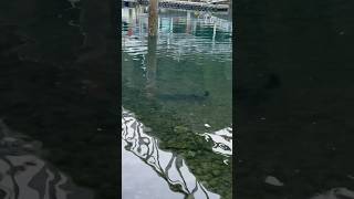 This is why I don’t clean my fish off the dock 👀🦈 fishing westcoast ocean cheechakooutdoors [upl. by Eradis]