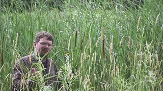 How to identify narrowleaved cattails Typha angustifolia [upl. by Appolonia]