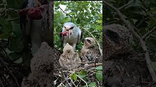 Tiny Beaks Big Bites BlackWinged Kites Feeding Masterclass shortsfeed ytshorts [upl. by Waterman]