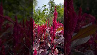 Jana samjho na☺️Celosia plant  naturalnotanki nature trendingsong viral [upl. by Whang698]