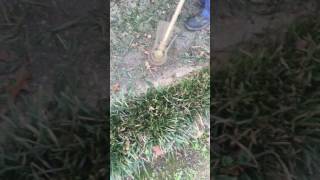 Lawn Care weed eating monkey grass [upl. by Anesor]