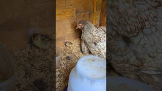 The Chicken Hatching Out A Pheasant Journey pheasant [upl. by Maker]