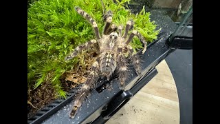 Poecilotheria subfusca Lowland Ivory Ornamental rehouse and care [upl. by Llenrep]