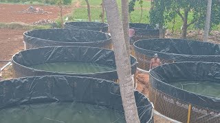 Biofloc fish farming 7 Tank Government project fishing fish viral central government 8610974876 [upl. by Carlock63]