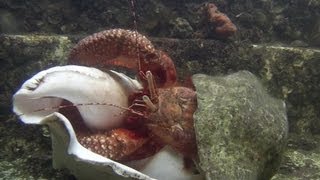 Giant Hermit Crab Changing Shells  Documentary Short  1080p [upl. by Nonnek]