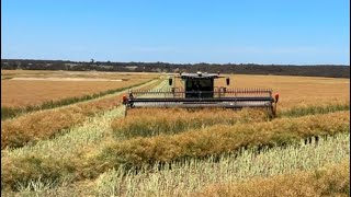 Windrowing canola  Harvest 2024  Victoria Australia [upl. by Zerep771]