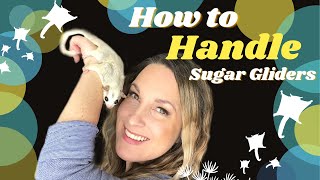 How to Handle Sugar Gliders  how to hold a sugar glider [upl. by Mallina]