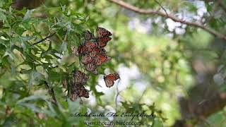 MONARCH Danaus plexippus resting during migration [upl. by Gagnon151]