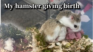 HAMSTER GIVING BIRTH JOURNEY  Roborovski Hamster Giving Birth  new babies  Kenneth Miranda [upl. by Kosey21]