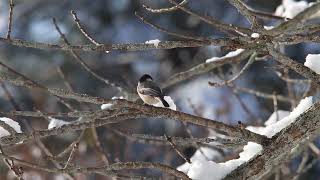 At 30 Seconds in a black capped chickadee showing aggressive behavior towards another bird [upl. by Ingemar774]