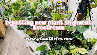 Repotting Plant Shipment amp Chill🪴✨  BLACK FRIDAY PREP HANGOUT  111524 [upl. by Kam284]