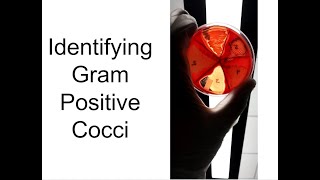 Identifying Bacteria Part 1 Gram Positive Cocci [upl. by Arorua]