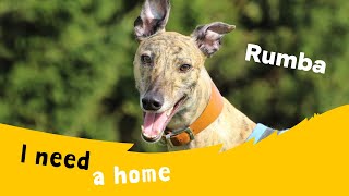 Rumba the whizzy Greyhound  Dogs Trust Leeds [upl. by Alphard907]