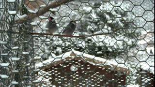 My Zebra and Java finches at Winter [upl. by Hamimej]