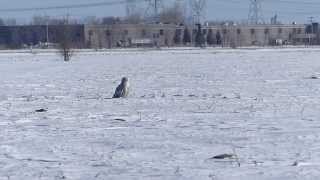 harfang des neiges et une musaraigne chanceuse Snowy Owl [upl. by Joanna]