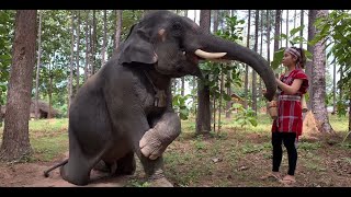 Now Streaming Wild Women Living in the Jungle with Elephants [upl. by Pinzler]