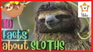 SLOTHS for Kids  10 interesting facts about SLOTHS [upl. by Darej422]