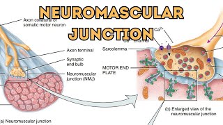 Neuromuscular JunctionHow Motor Neurons Connect to Muscle Fibers NeuromuscularJunctionMotorNeuron [upl. by Akenn]