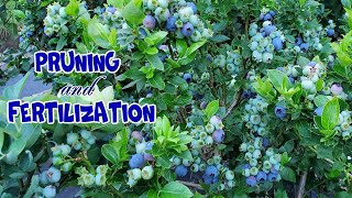 Blueberry pruning and fertilization zone 7a New Jersey  NJ and TX Garden [upl. by Norbert299]