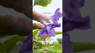 कारवी  wildflowers blooms after 78 years 🪻flowers wildflowers ytshorts [upl. by Dunham446]