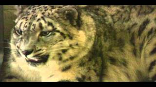 Snow Leopard vocalizing with Zookeeper  Sacramento Zoo [upl. by Jeu]