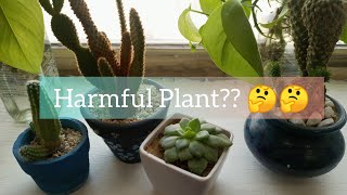 Best indoor plant review  Low maintenance plant [upl. by Natalie707]