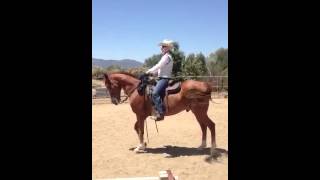 Gaited Horse in Training at Double A Ranch Anza California [upl. by Serle]