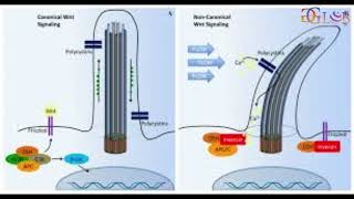 New insights into the structure interactions and neuronal networking of primary cilia [upl. by Ahsik732]