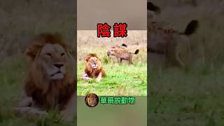 鬣狗想，這獅王怎麼一直動也不動，難道是個陰謀？華哥説動物 animals [upl. by Sile]