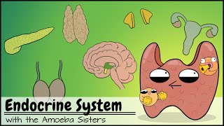 Endocrine System [upl. by Noiraa]