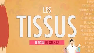 LES TISSUS LE TISSU MUSCULAIRE Partie 2 [upl. by Snodgrass]