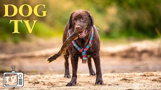 DOG TV  Calm Your Dog While Youre Away Best Entertaining Video With Deep Relaxation Music for Dog [upl. by Azerila535]