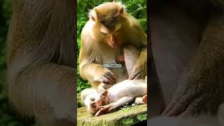 Looking at baby lice The babys bed is beautiful to look at Macaca Macaque Monkey shorts video [upl. by Leumel]