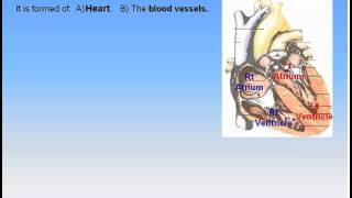 11CardioVascular System1The Heart Anatomy Intro Dr Ahmed Kamal [upl. by Meehsar564]