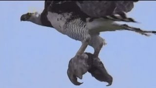 طائر عقاب يفترس حيوان الكسلان Eagle attacking Sloth [upl. by Huntlee687]