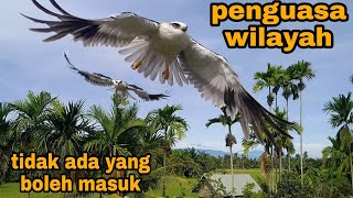 Tumbuh besar dan menjadi penguasa wilayah [upl. by Oremo663]