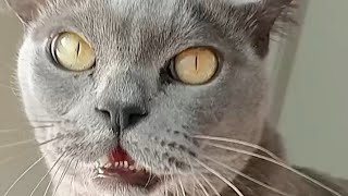 Cat Meows Compilation 68 [upl. by Xymenes518]