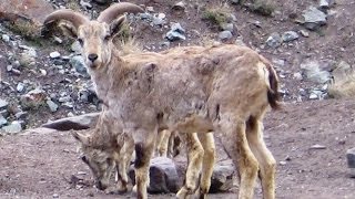 Wild Life Watch at Ladakh [upl. by Enywad]