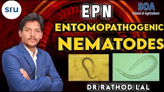 Entomopathogenic nematode EPN nematodes  entomologystudy nematode [upl. by Lorena]